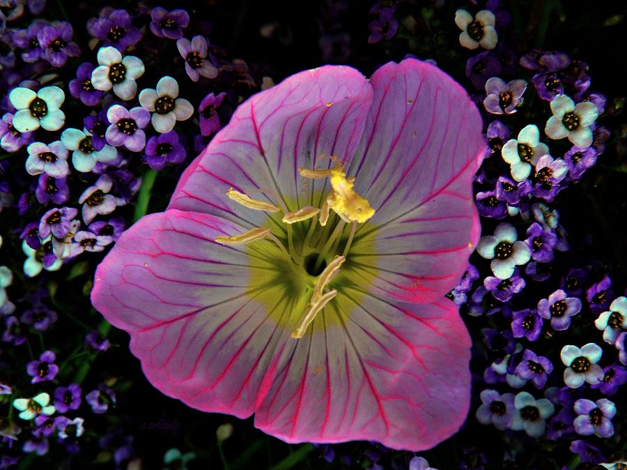 Pink Wildflower  Photograph by Chris Berry