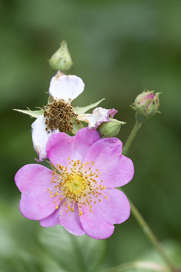 Pink Wildflower Multiflora Rose - Rosa  Photograph by Kathy Clark