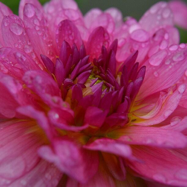 Nature Photograph - Pink With Rain by Austin Engel
