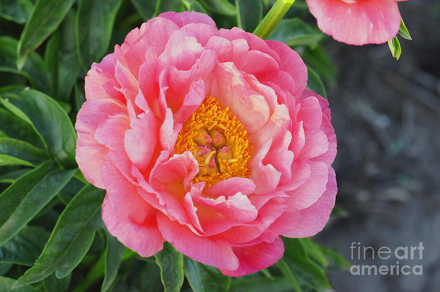 Flowers Still Life Photograph - Pink Wonder by Rex E Ater
