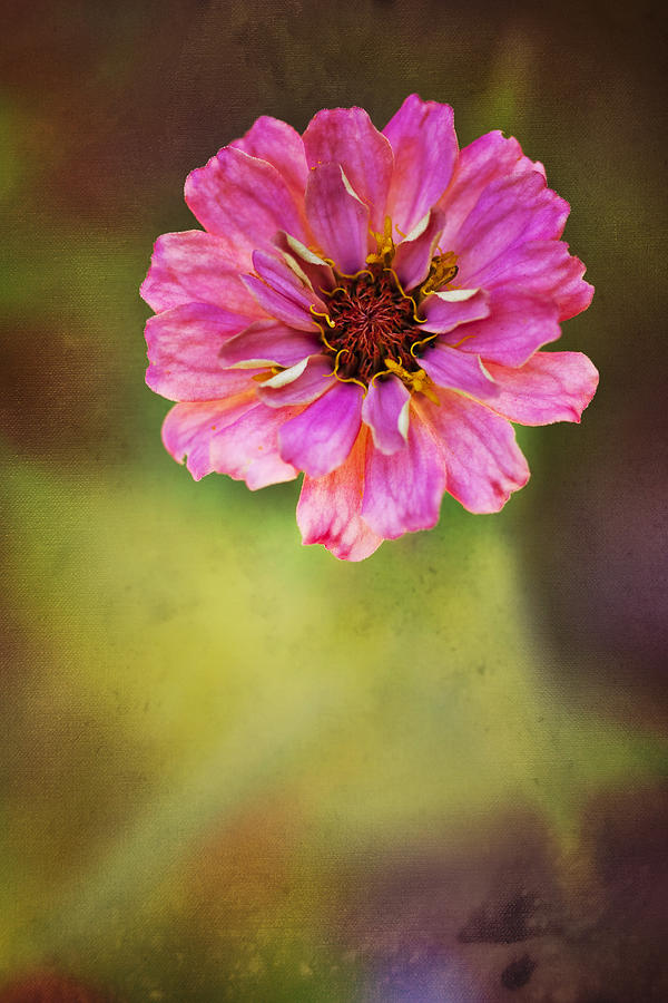 Nature Photograph - Pink Zinnia by Amy Jackson