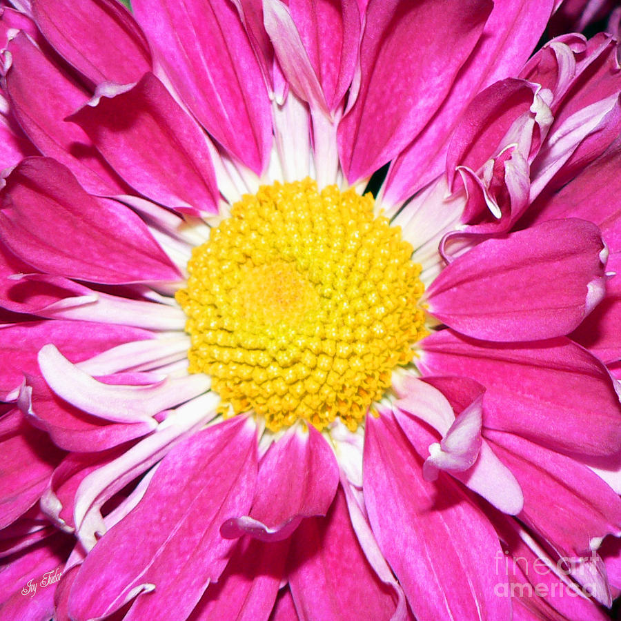 Pinkellow Flower Photograph by Joy Tudor