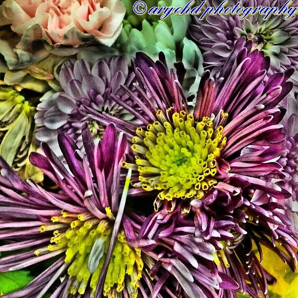 Flowers Still Life Photograph - #pinkflower #purpleflower #pink #purple by Aryeh D