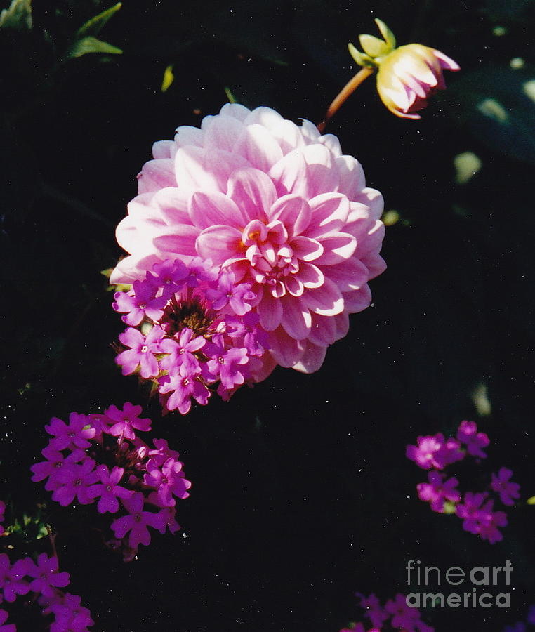 Pinkish Purplish Photograph by Barbara Plattenburg