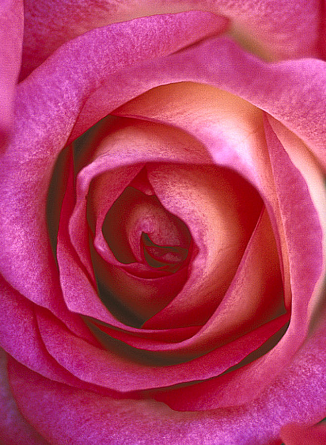 Flower Photograph - Pinklady by Kathy Yates