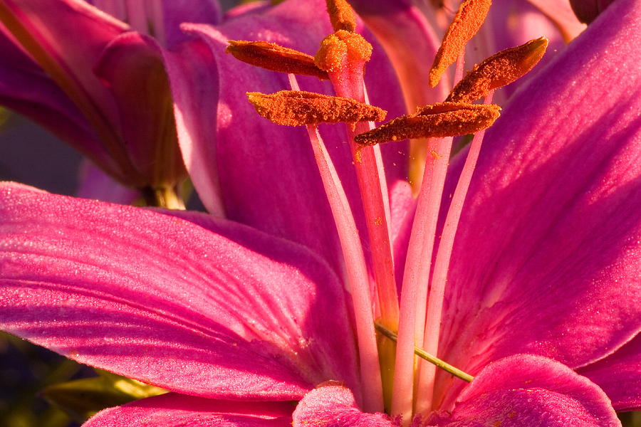 Flower Photograph - Pinky Lily by Amanda Kiplinger