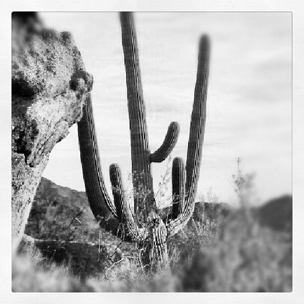 Scottsdale Photograph - #pinnacle #peak # Trail #saguaro by Dave Moore