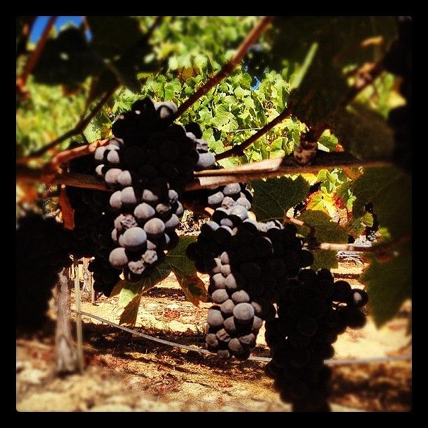 Grape Photograph - #pinot #grapes Almost Ripe #harvest2012 by Eric Kent Wine Cellars