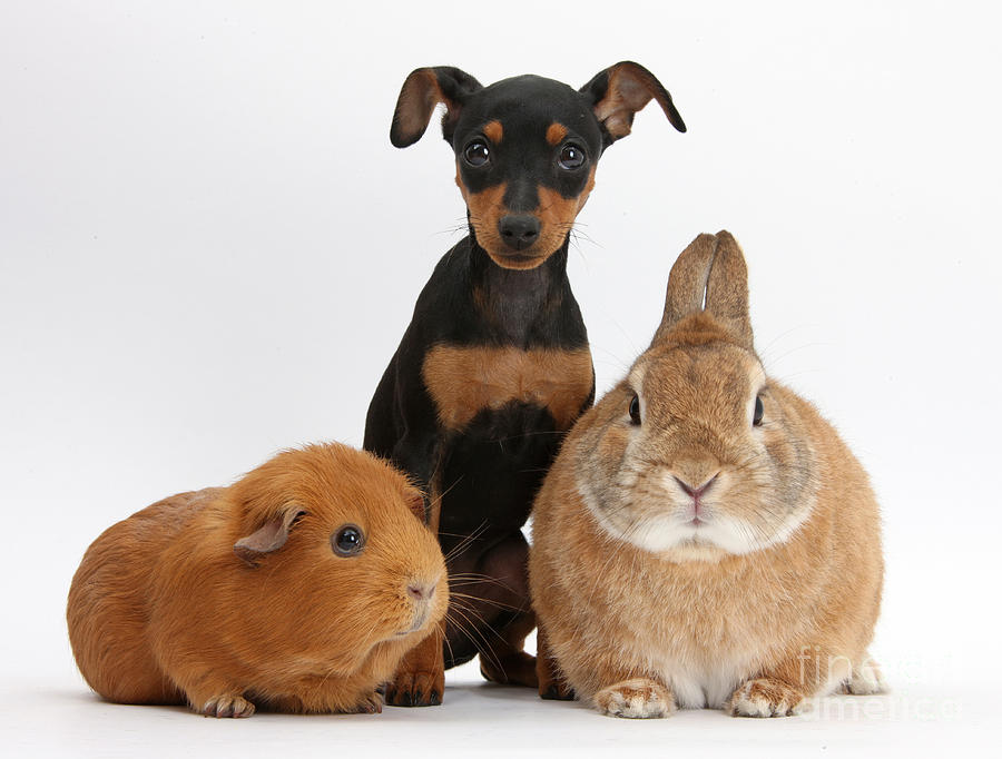 Pinscher Puppy With Rabbit And Guinea Photograph by Mark Taylor