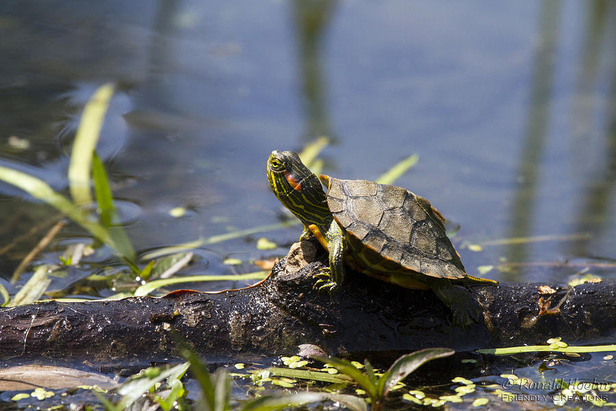 Pint Sized Photograph by Ronald Hoehn - Fine Art America