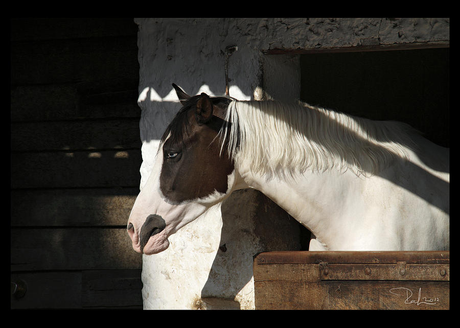 Pinto horse  card Photograph by Raffaella Lunelli