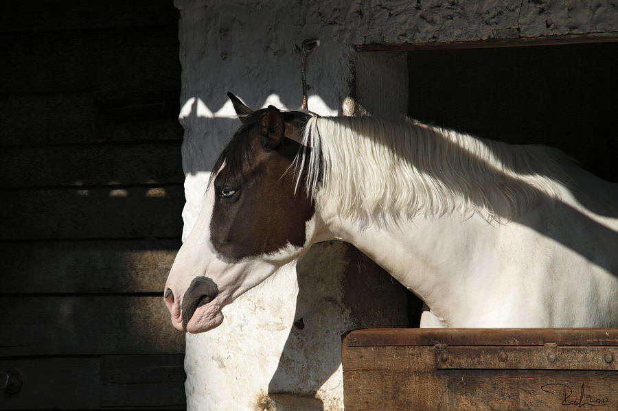 Pinto horse Photograph by Raffaella Lunelli