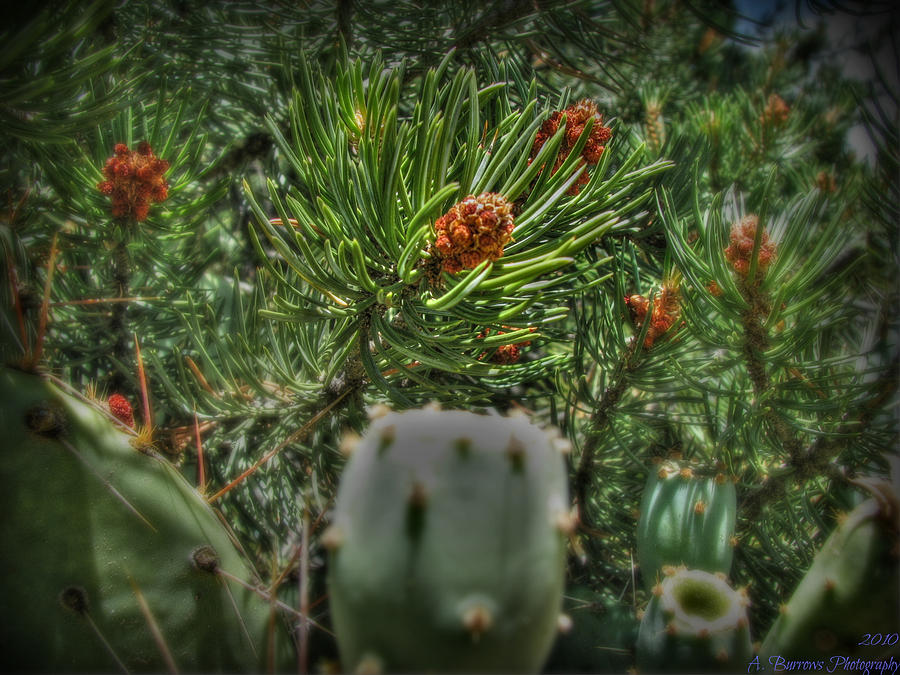 Pinyon Pine and Prickly Pear Photograph by Aaron Burrows