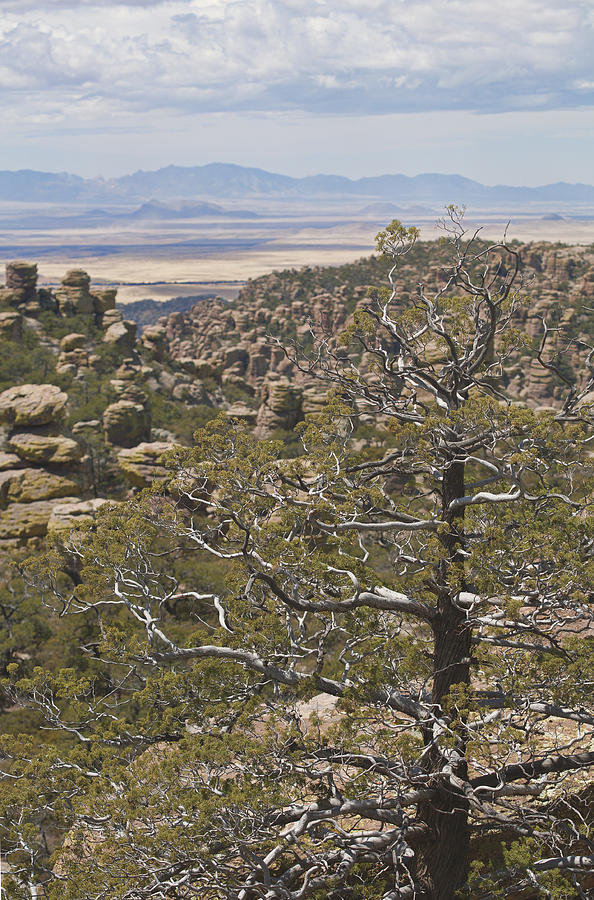 Pinyon Pine in Chiricahua Mountains Photograph by Gregory Scott