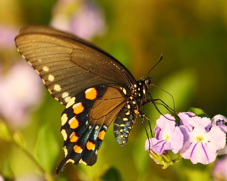 Pipevine Swallowtail butterfly Photograph by Andrew McInnes