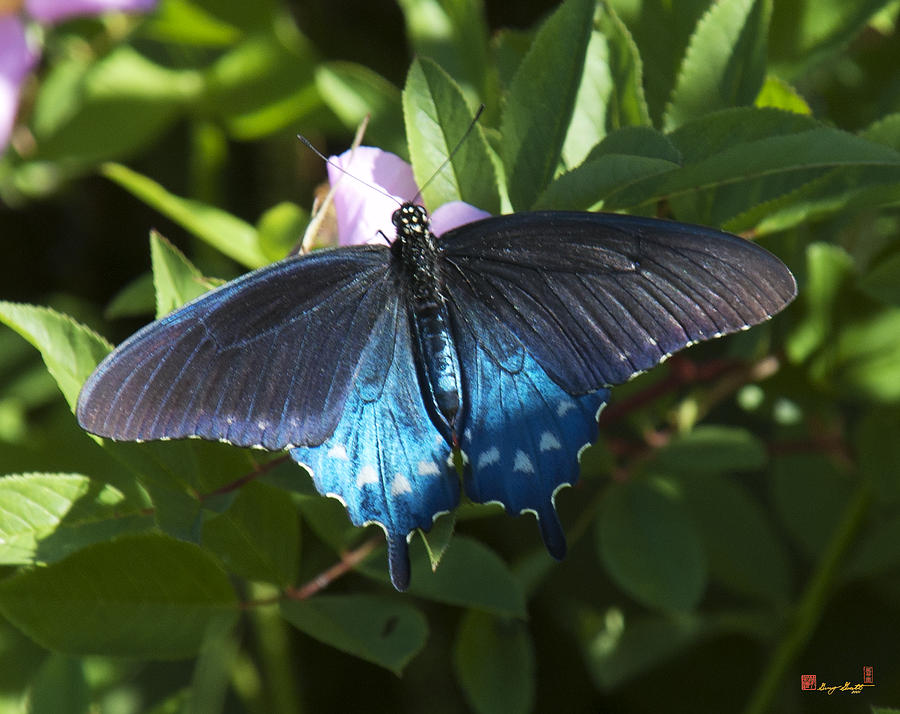 Pipevine Swallowtail DIN003 Photograph by Gerry Gantt