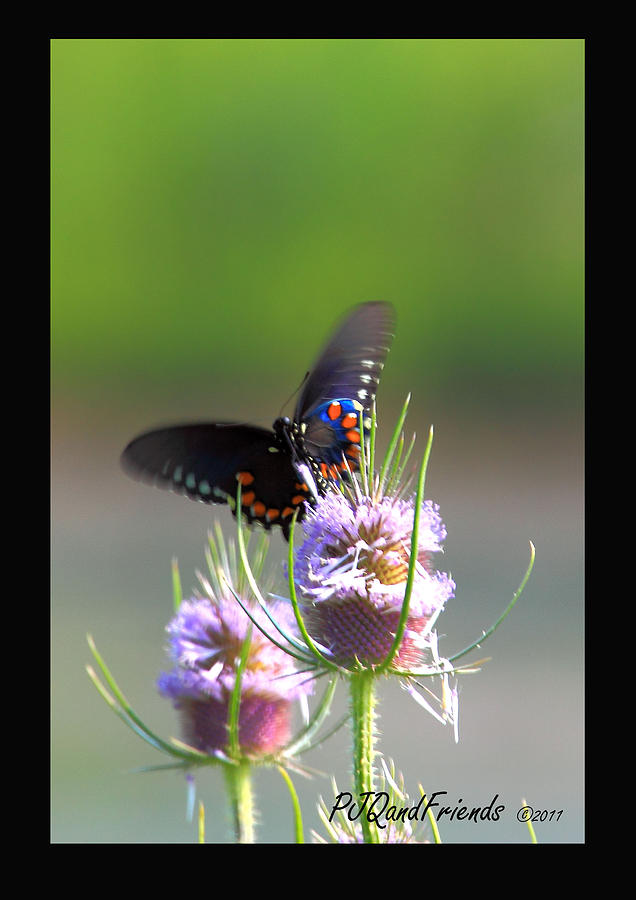 Pipevine Swallowtail on Thistle Photograph by PJQandFriends Photography