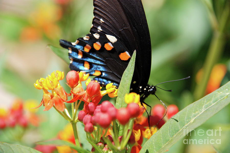 Pipevine Swallowtail Too Photograph by Ken Williams