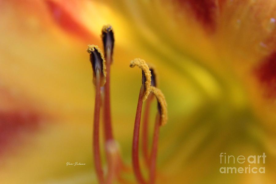 Pistils of the daylily Photograph by Yumi Johnson