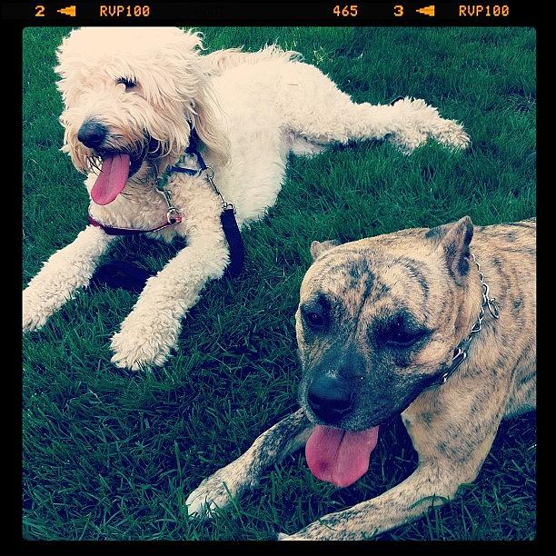 Goldendoodle Photograph - Pit And The Doodle. #pitbulll by Kristin Hecker