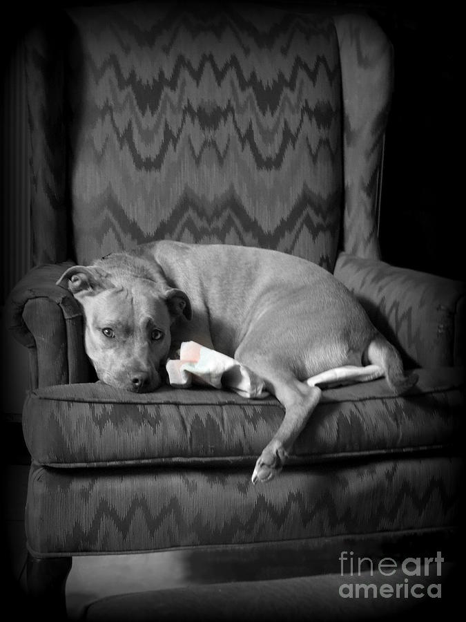 Pit Bull Patiently Waiting Photograph by Renee Trenholm