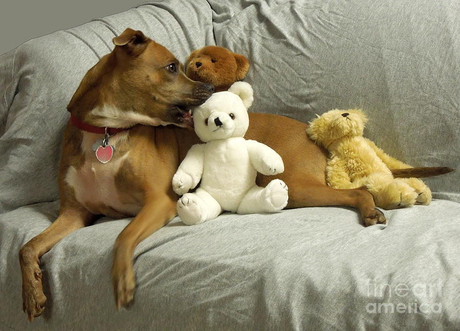 Pit Bull With Her Teddy Bears Photograph by Renee Trenholm