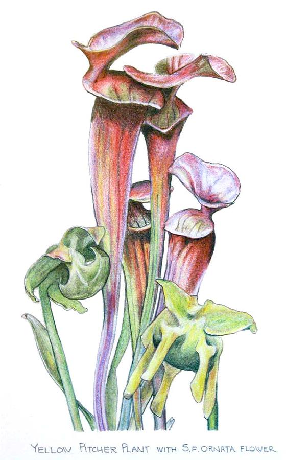 Pitcher Plant (carnivorous) - Tim Shrope Artist - Drawings & Illustration,  Flowers, Plants, & Trees, Plants, Other Plants - ArtPal