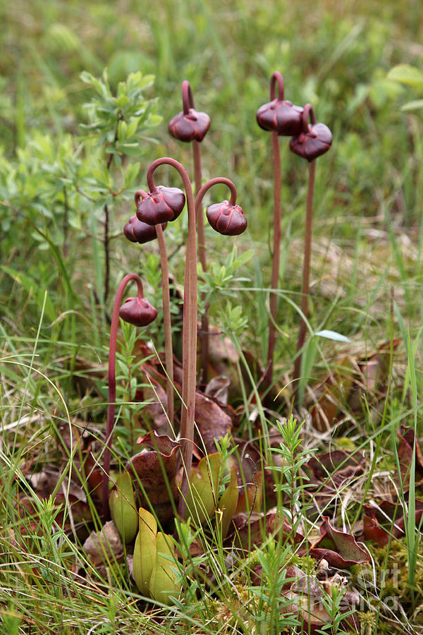 Pitcher Plant Flowers Photograph by Ted Kinsman