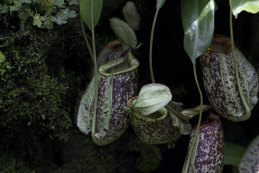 Pitcher plant inside the National Orchid Garden in Singapore Photograph by Ashish Agarwal