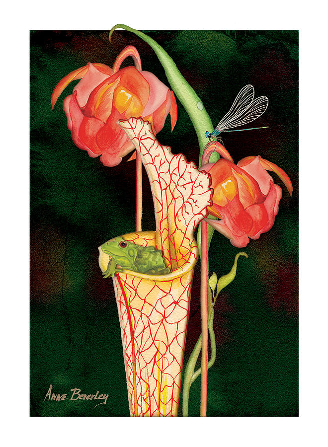 Pitcher Plant with Blooms Painting by Anne Beverley-Stamps