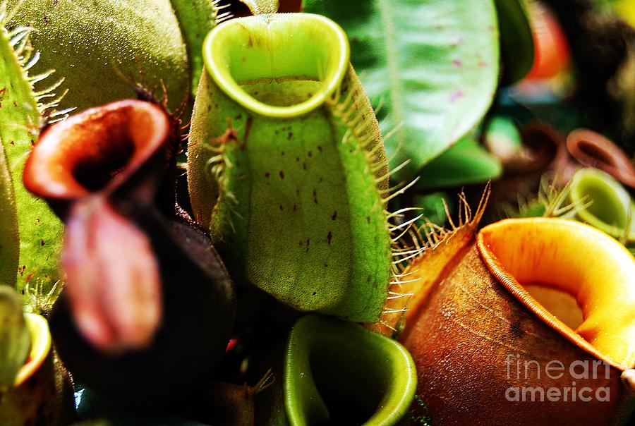 Pitcher Plants Photograph by Angela Murray