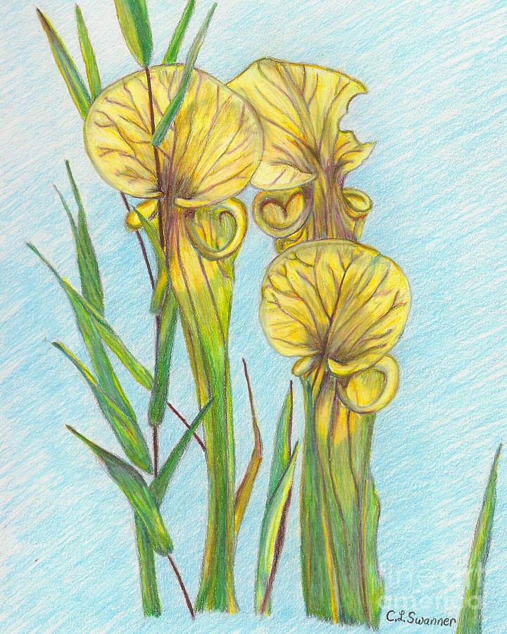  Pitcher  Plants  Drawing  by C L Swanner