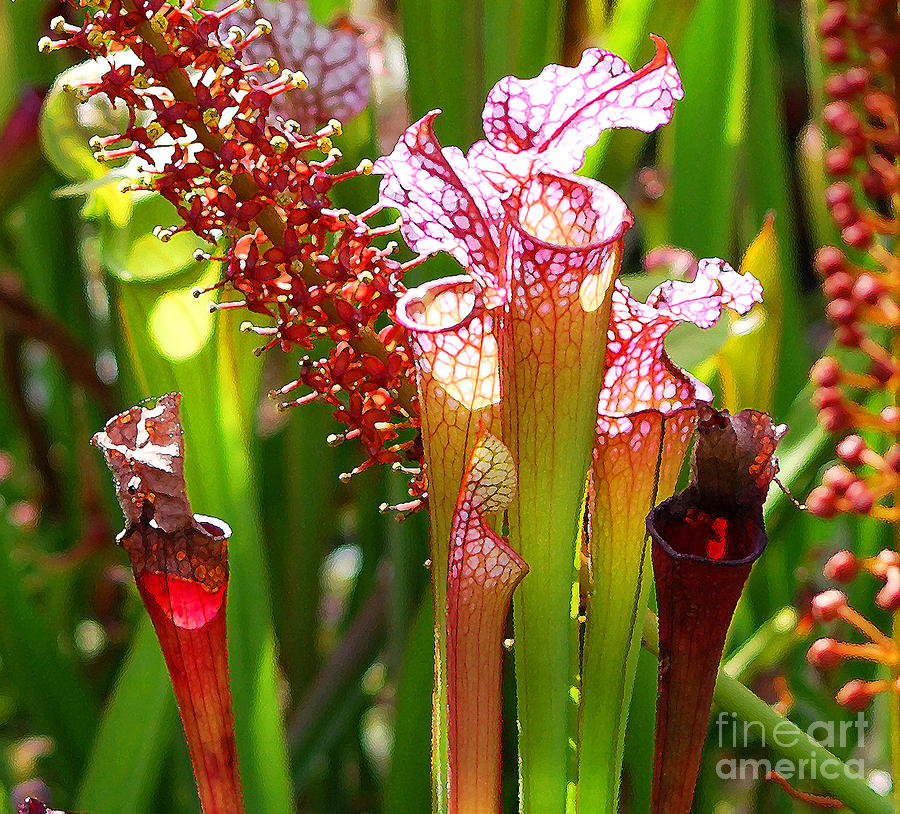 Chicago Photograph - Pitcher Plants by Nancy Mueller