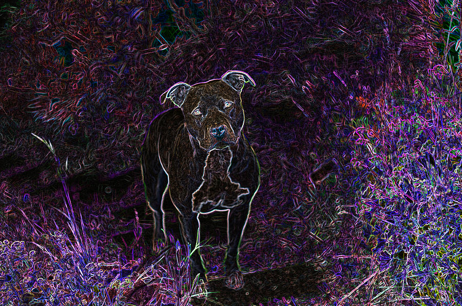 Pitbull Photograph - Pitty In Purple  by Travis Crockart
