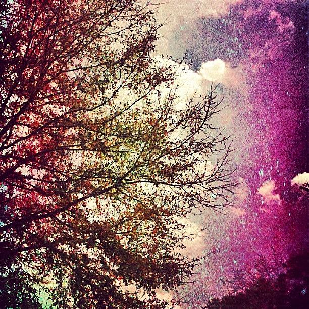 Tree Photograph - #pixlromatic #ig #igers #igaddict by Seth Stringer