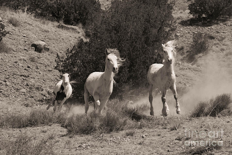 Horse Photograph - Placitas Mustangs by Lori Bristow