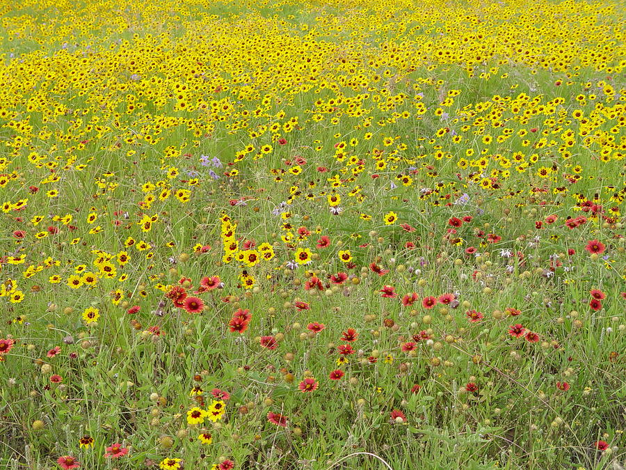 Plains Coreopsis and Firewheel Field 3 Photograph by Elizabeth Sullivan