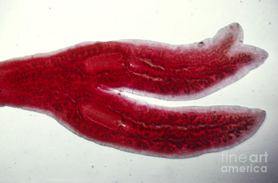 Planaria Photograph by CBS/Science Source Pixels