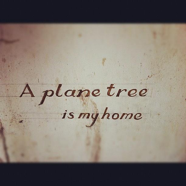 Tree Photograph - Plane Tree Love by Chloe Stickland