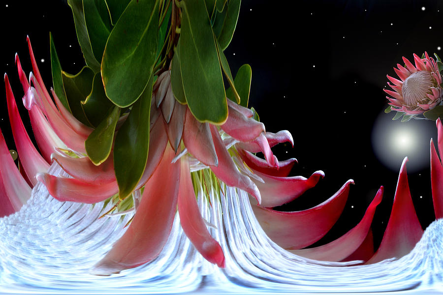 Planet Of King Protea Photograph by Terence Davis