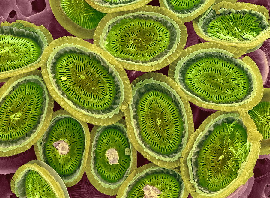 Plankton Cell Wall, Sem Photograph by Steve Gschmeissner