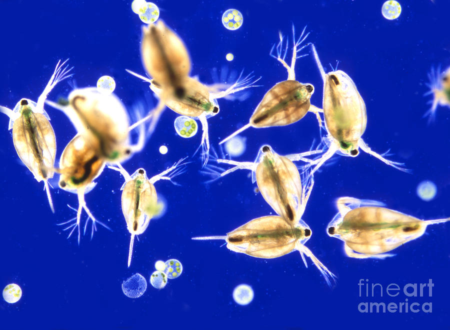 Plankton, Daphnia, And Volvox Photograph by M I Walker