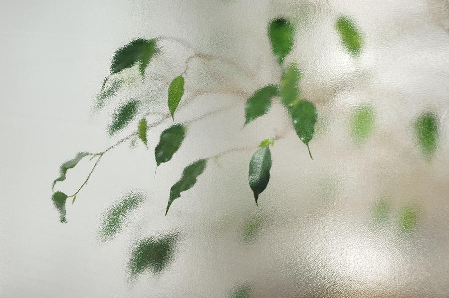 Plant behind glass Photograph by Matthias Hauser