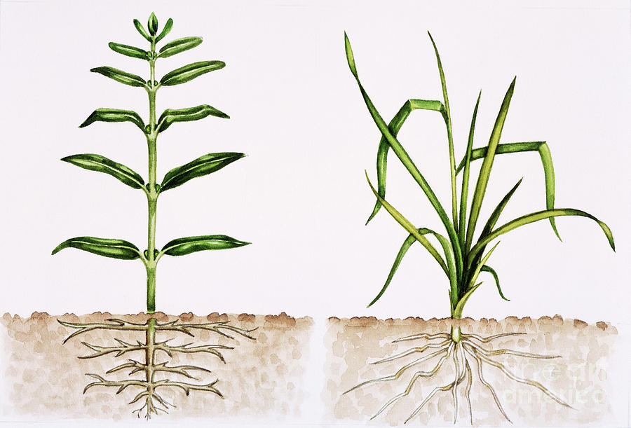 Plant Comparison Photograph By Lizzie Harper - Fine Art America