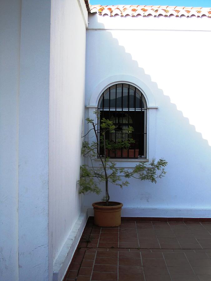 Plant in A Lonely Corner Mijas Spain Photograph by John Shiron