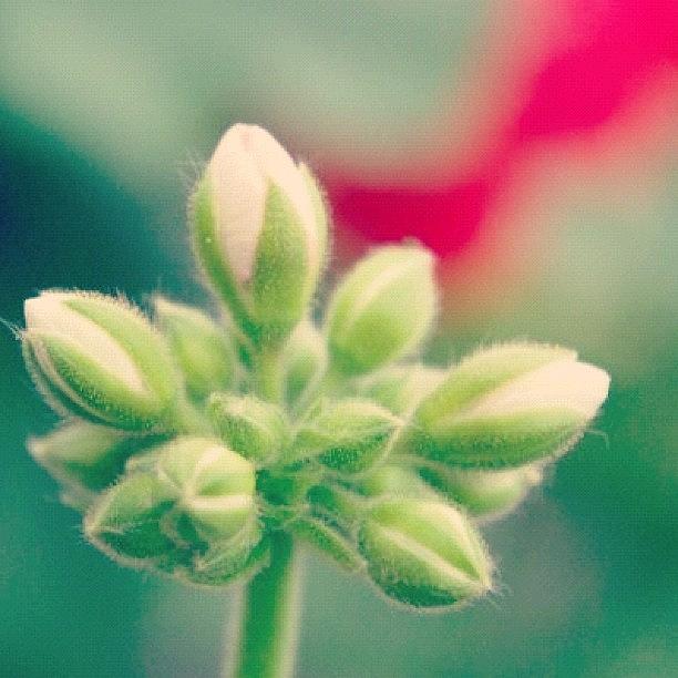 Nature Photograph - #plant #life #owlcity #song #pink by Manon Duhaime