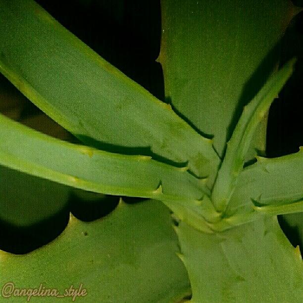 Cool Photograph - #plant #macro #photo #cool #green by Angelina Golovina