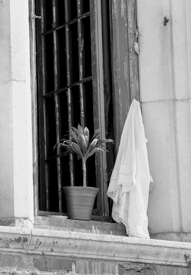 Plant on a Window Sill Photograph by Scott Brown