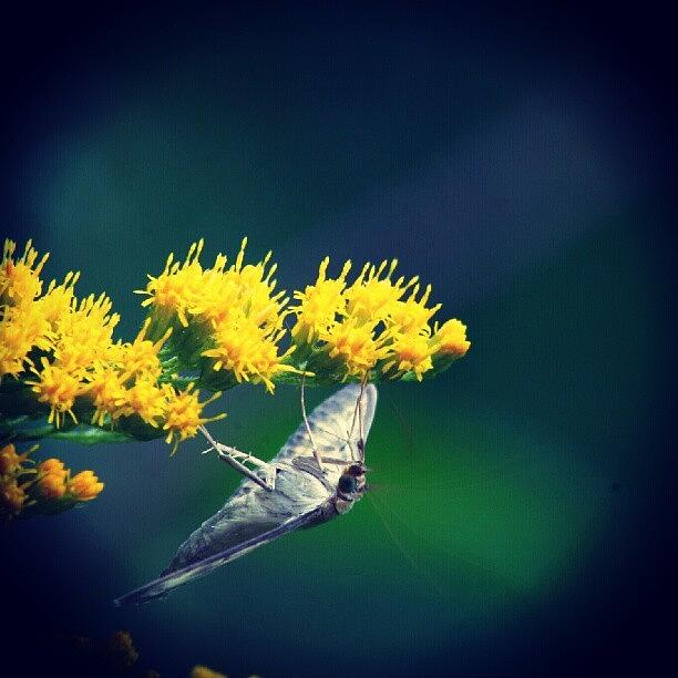 Butterfly Photograph - #plant #plants #green #leaf #leafs #lea by Andrei Vukolov