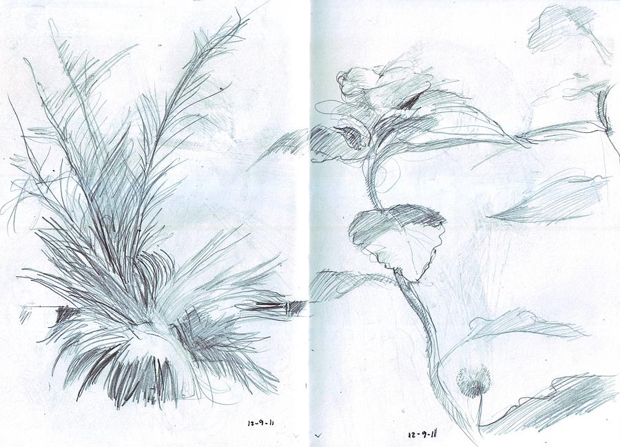 Flowers Still Life Drawing - Plant sketches by Kevin Russell